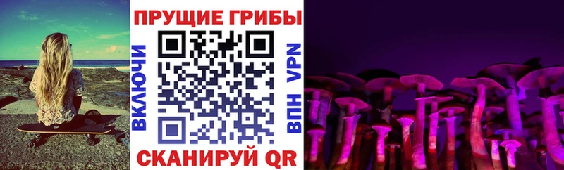гидра ONION  где продают наркотики  Медвежьегорск  Псилоцибиновые грибы Psilocybe 